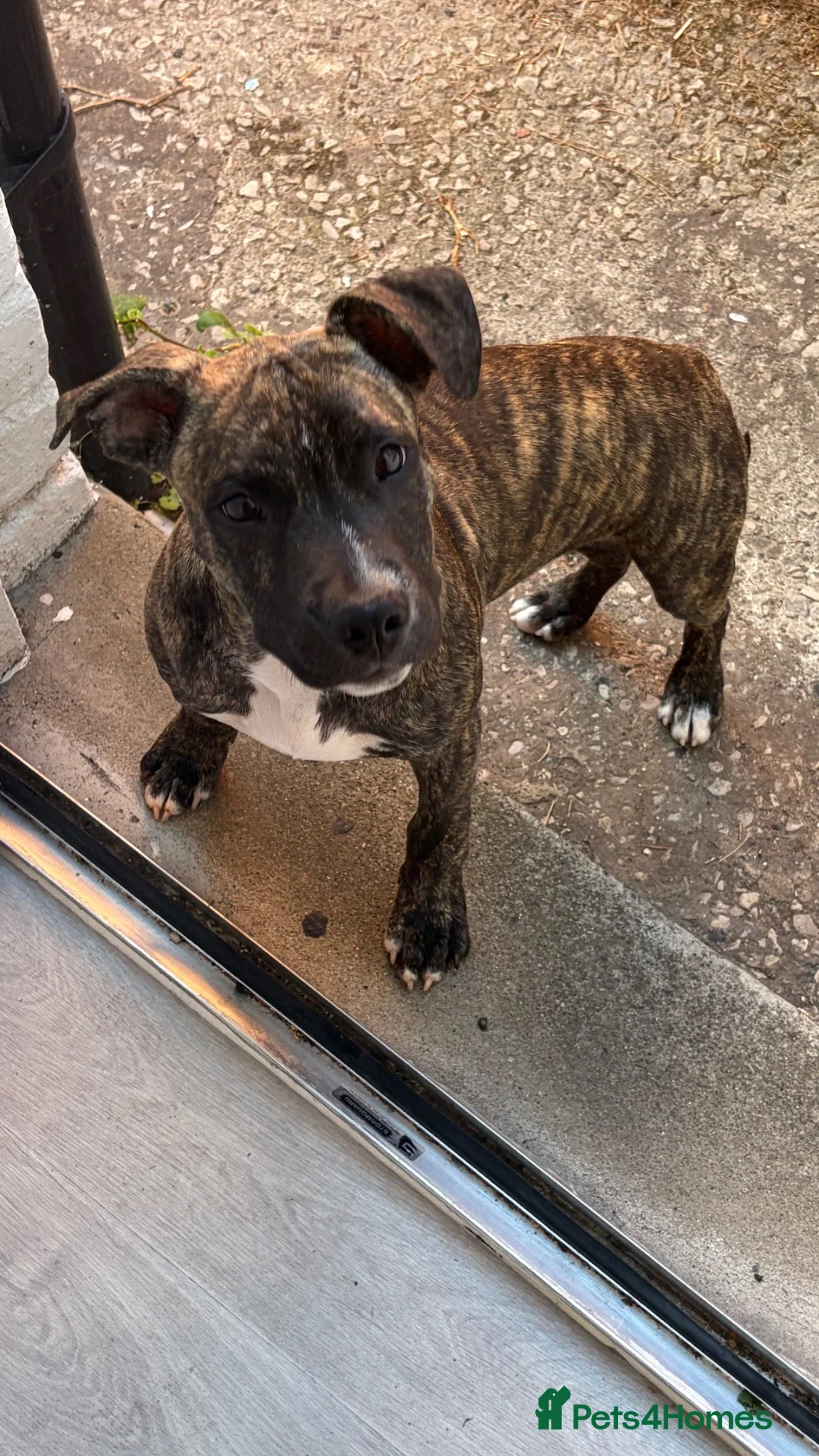 Staffordshire Bull Terrier dogs for sale: Staffy - Advert 8