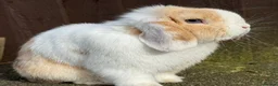 Mini Lop rabbits for sale: Chocolate Harli extreme blue eyed  - Advert 5