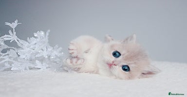 British Shorthair cats ✨Luxurious Premium Kittens ✨ - Advert 6