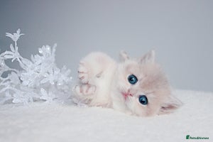 British Shorthair cats ✨Luxurious Premium Kittens ✨ - Advert 3