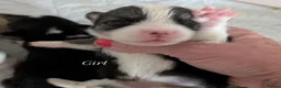 Welsh Corgi Pembroke dogs for sale: Quality, dna clear healthy fit pups - Advert 4