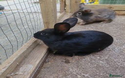 Mixed Breed rabbits for sale: Rabbit babies - Image 9