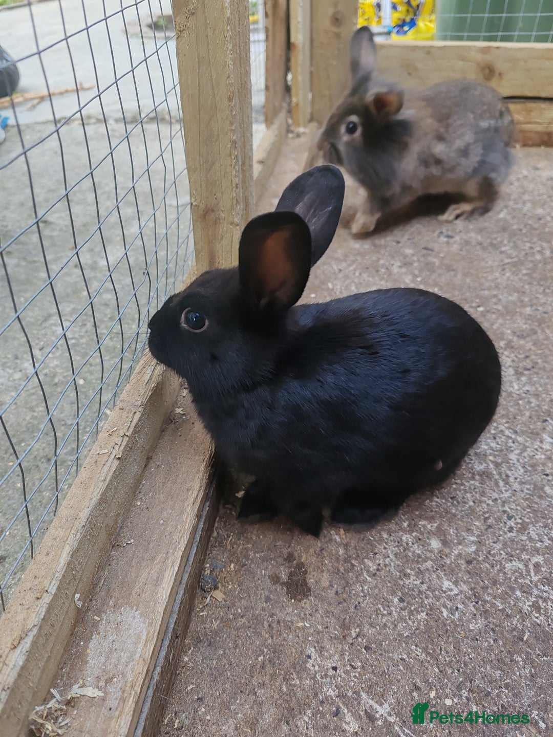 Mixed Breed rabbits for sale: Rabbit babies - Image 9