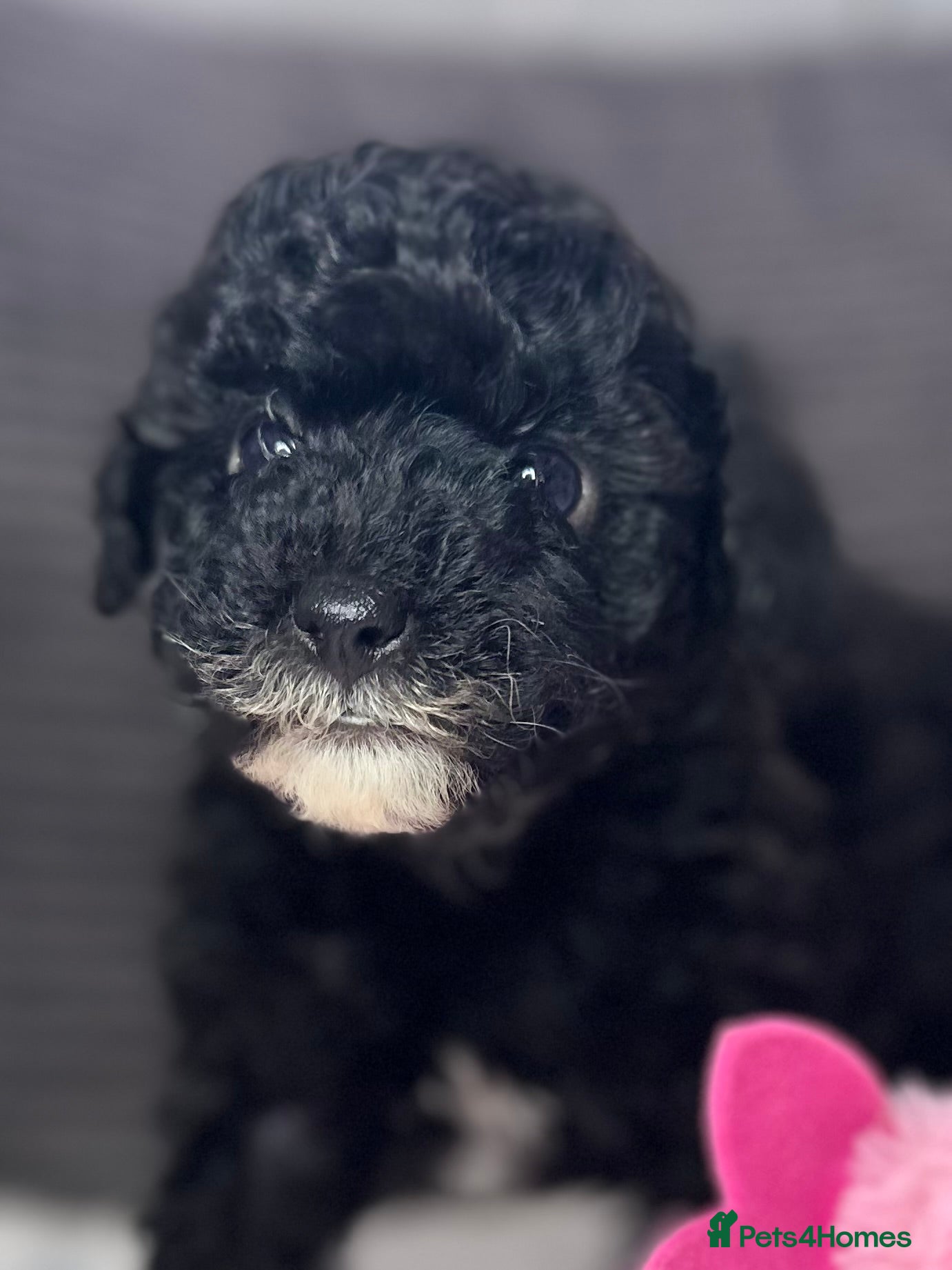 Toy Poodle dogs Toy poodle puppies  - Advert 1