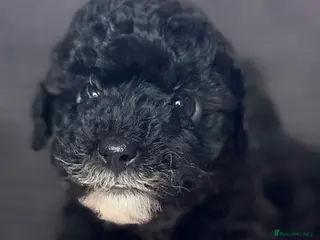 Toy Poodle dogs Toy poodle puppies - Advert 1
