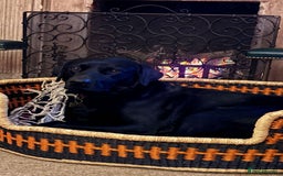 Labrador Retriever dogs for stud: KC Labrador, Health and DNA-Tested, Proven Stud in Cobham - Image 4