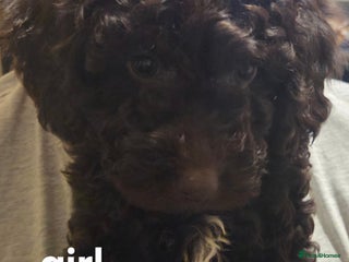 Cockapoo dogs Cockapoo - Advert 12