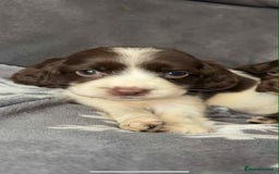 Cocker Spaniel dogs for sale: Cocker Spaniel Puppy’s  - Image 21
