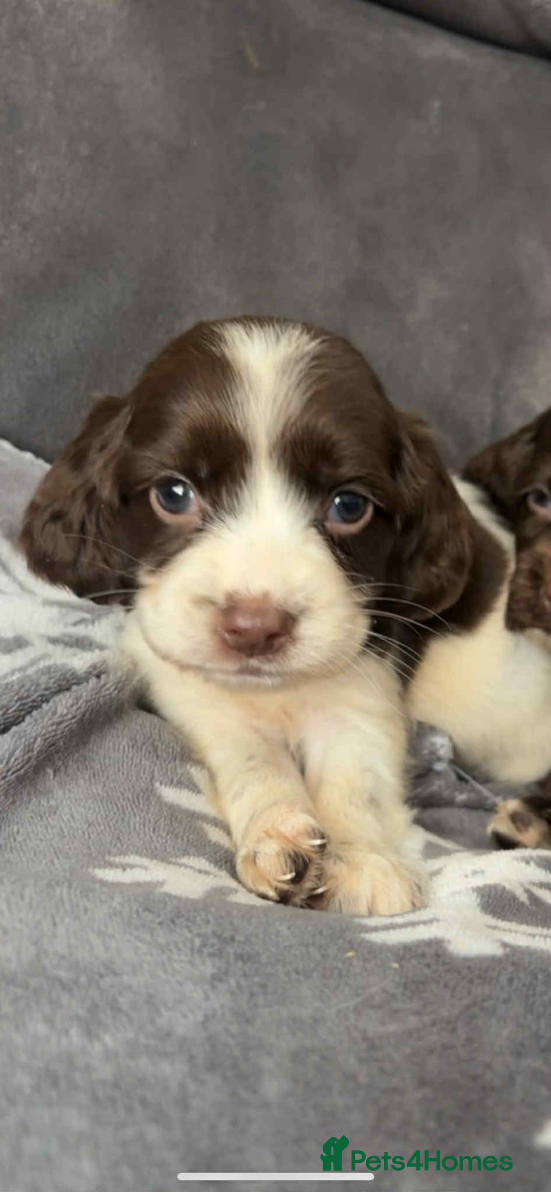 Cocker Spaniel dogs for sale: Cocker Spaniel Puppy’s  - Image 21