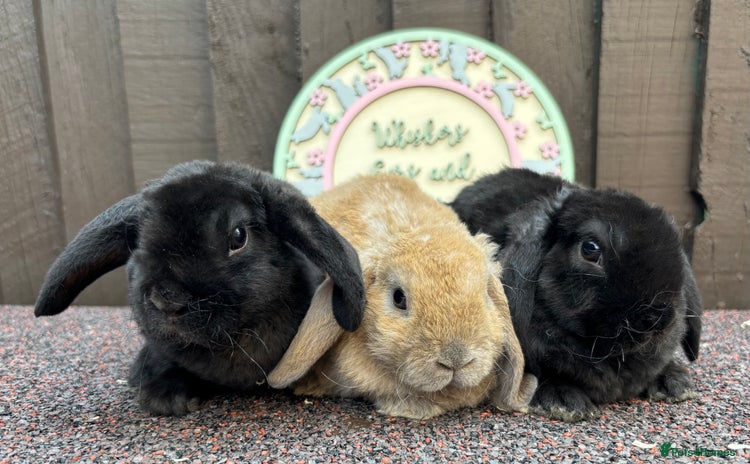 Mini Lop rabbits - Advert 3