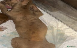 Mastiff dogs for sale: Mastiff X Puppies Looking for Forever Homes - Image 8