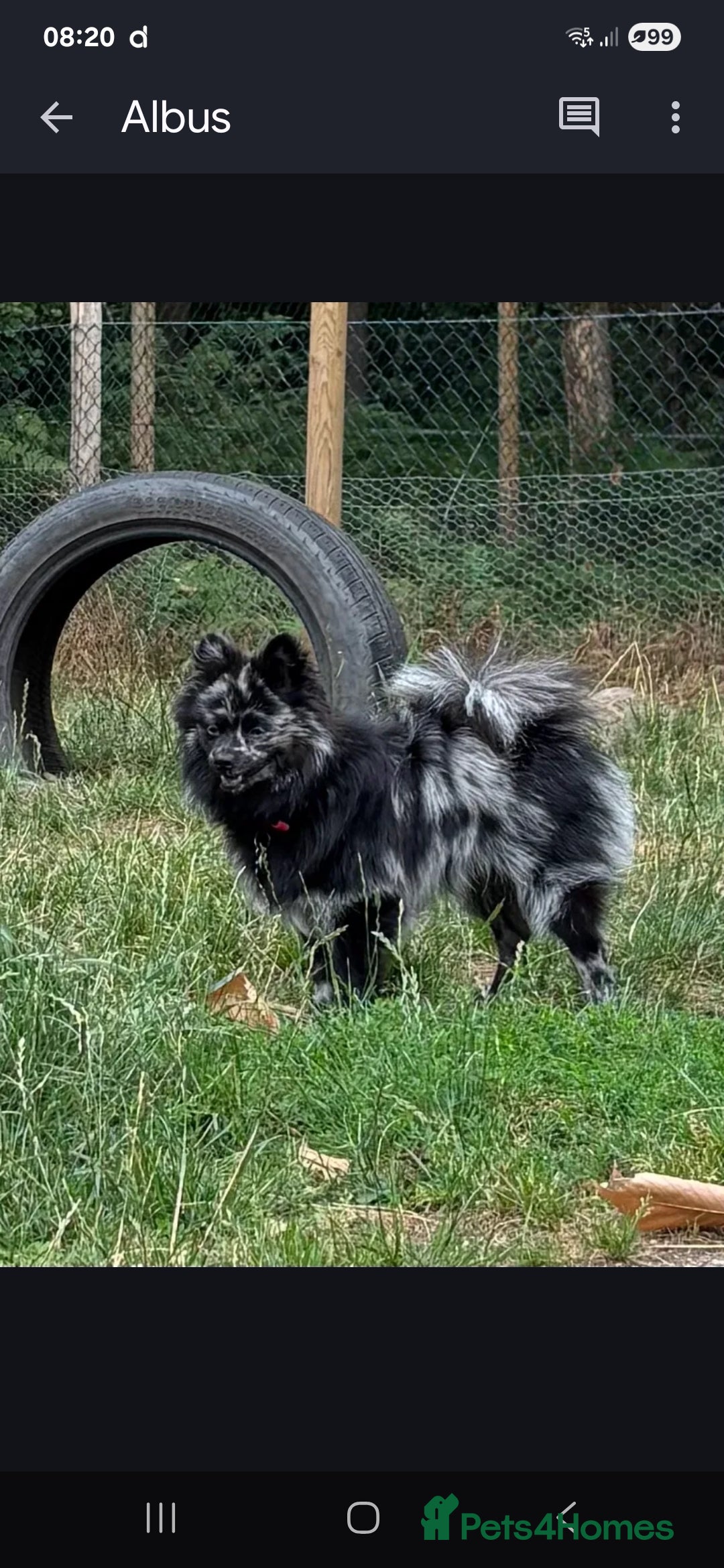 Pomeranian dogs for stud: Very rare merle pomeranian for stud duties - Image 2