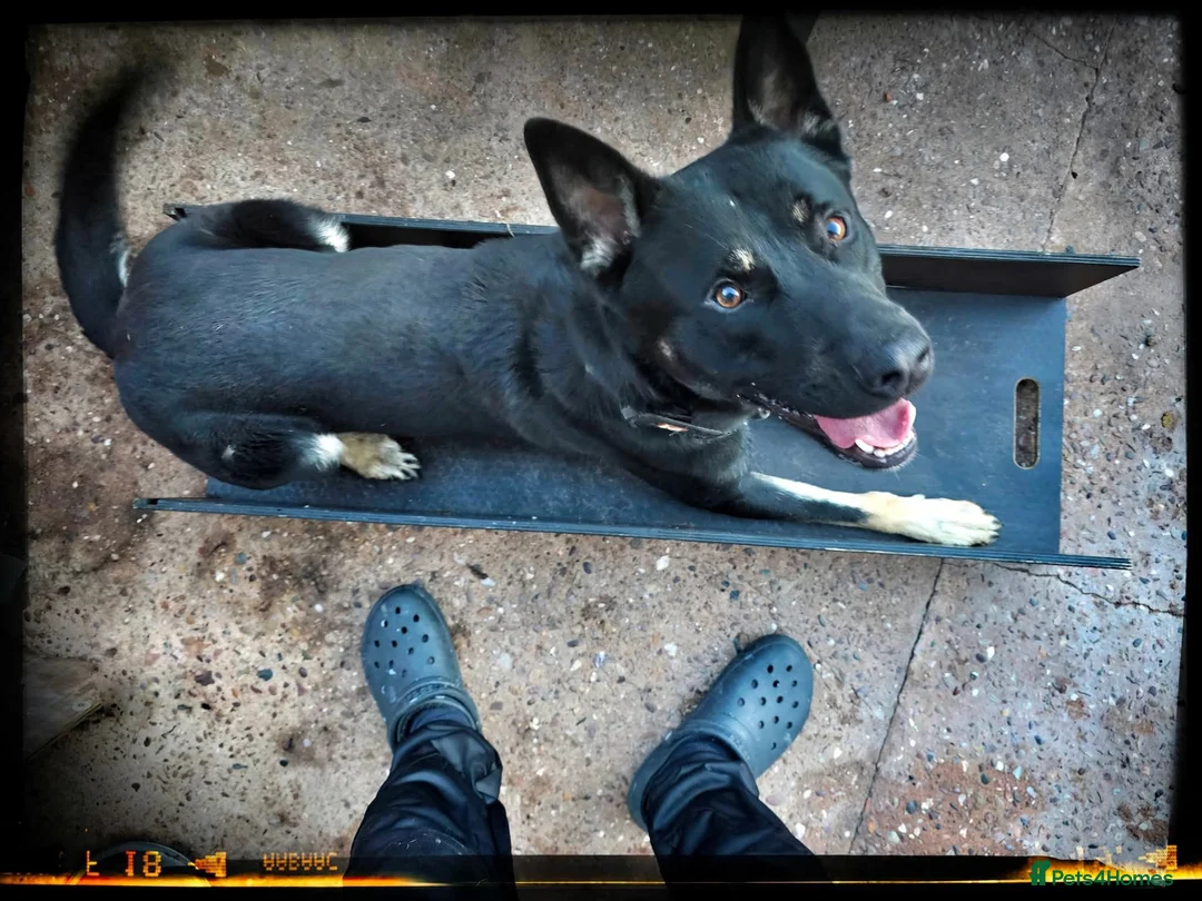 Mixed Breed dogs for sale: Mali X GSD in Wednesbury - Advert 2