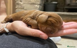 Cockapoo dogs for sale: F1 Purebed Red cockapoo 5 ⭐️ genetics & health - Image 3