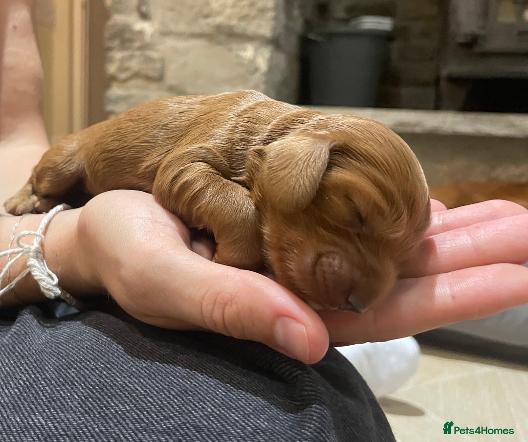 Cockapoo dogs for sale: F1 Purebed Red cockapoo 5 ⭐️ genetics & health - Image 3
