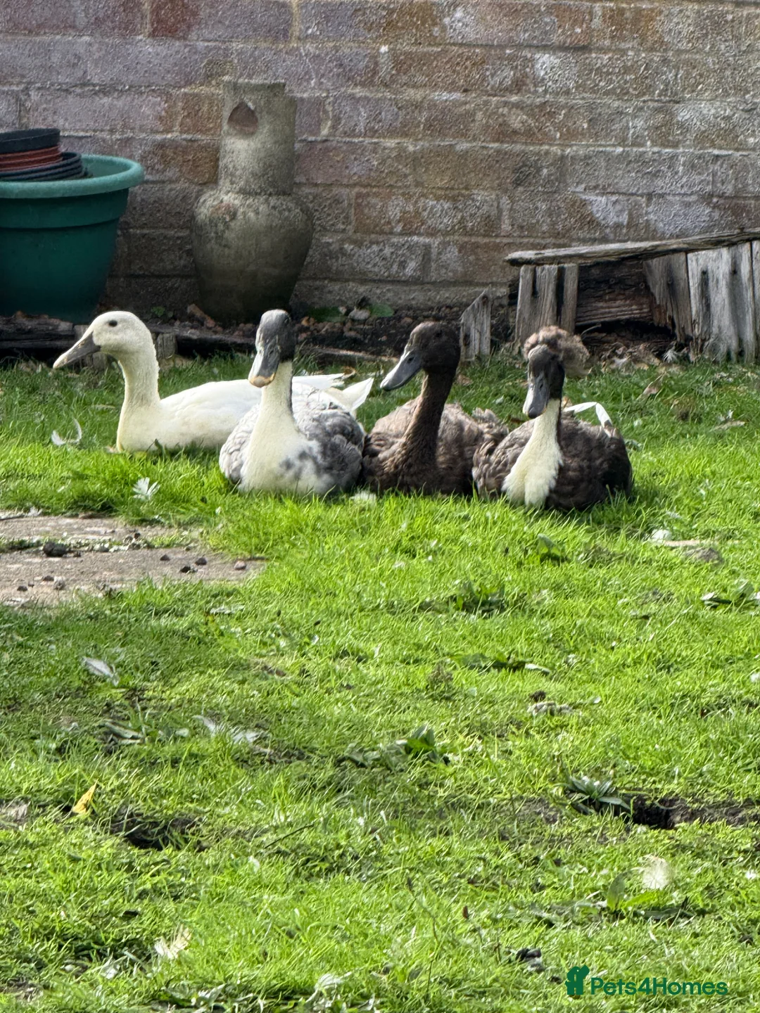 Ducks poultry for sale: Baby ducklings - Advert 1