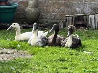 Ducks poultry Baby ducklings - Advert 4