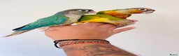 Conures birds for sale: Hand reared conures for sale  - Advert 26