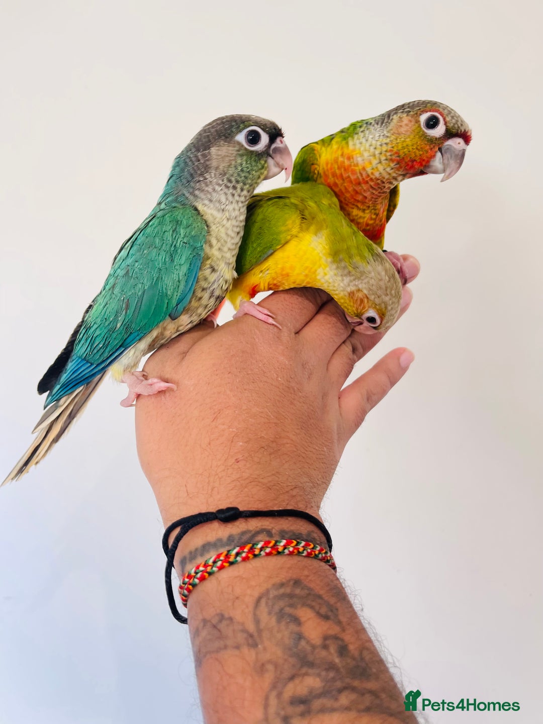 Conures birds for sale: Hand reared conures for sale  - Advert 26
