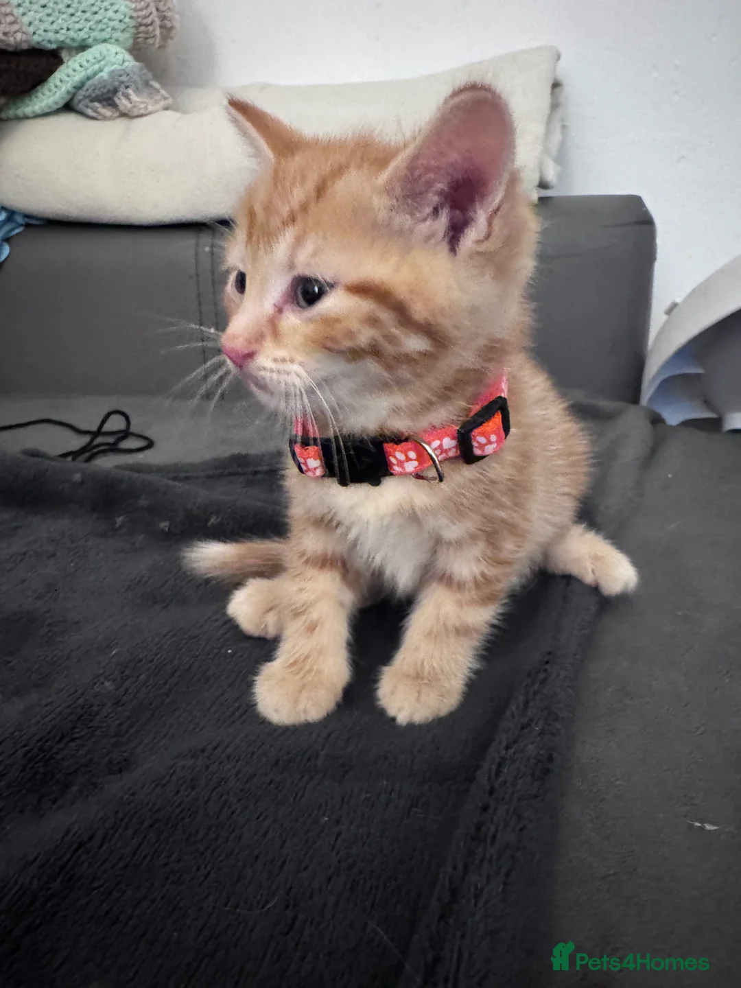 Mixed Breed cats for sale: Beautiful kittens looking for new home ❤️ - Advert 12