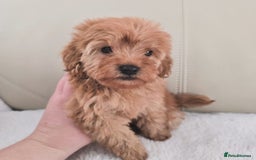 Maltipoo dogs for sale: Toy maltipoo puppies - Image 15