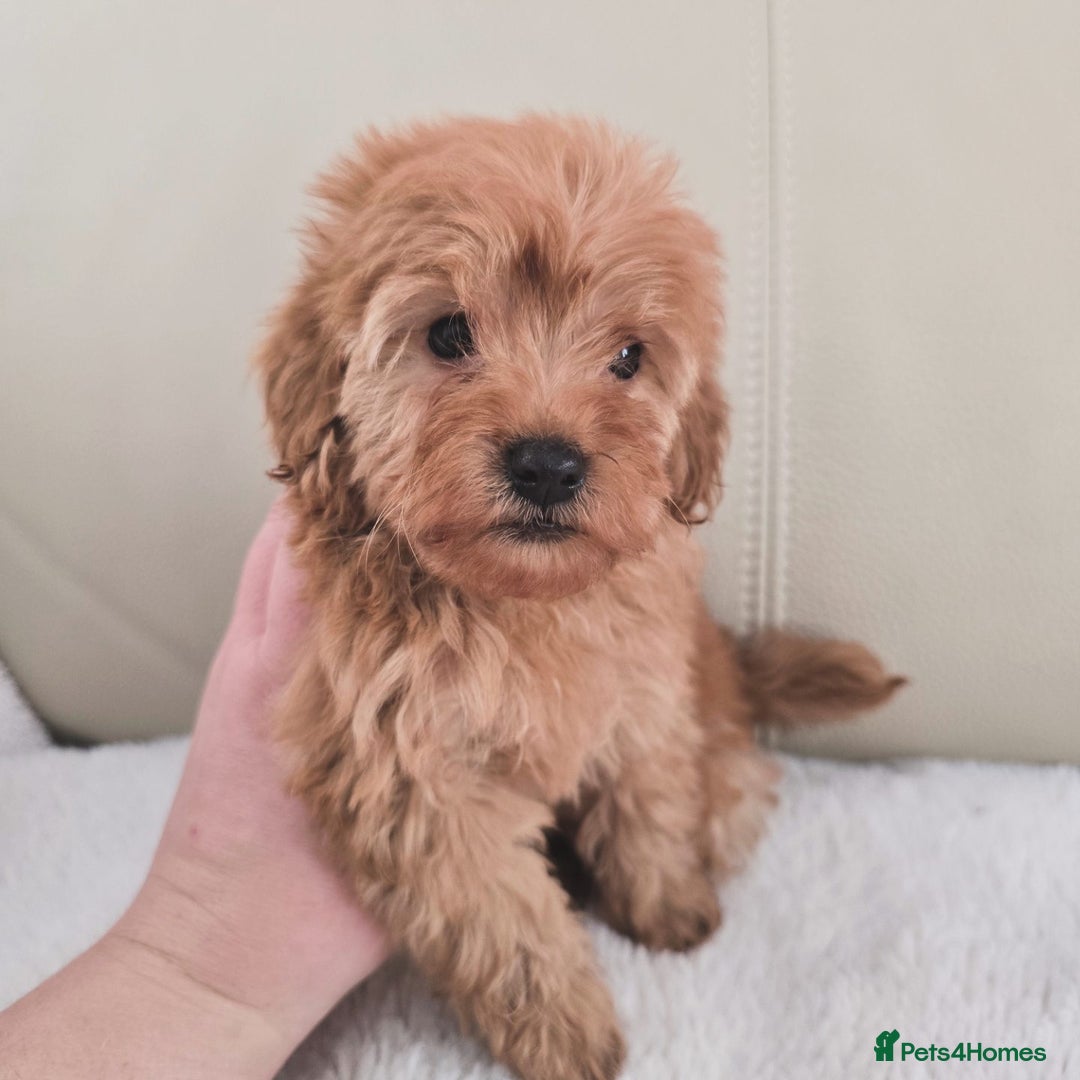 Maltipoo dogs for sale: Toy maltipoo puppies - Image 15