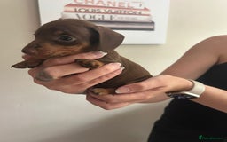 Miniature Dachshund dogs for sale: Beautiful daschund puppies - Image 7