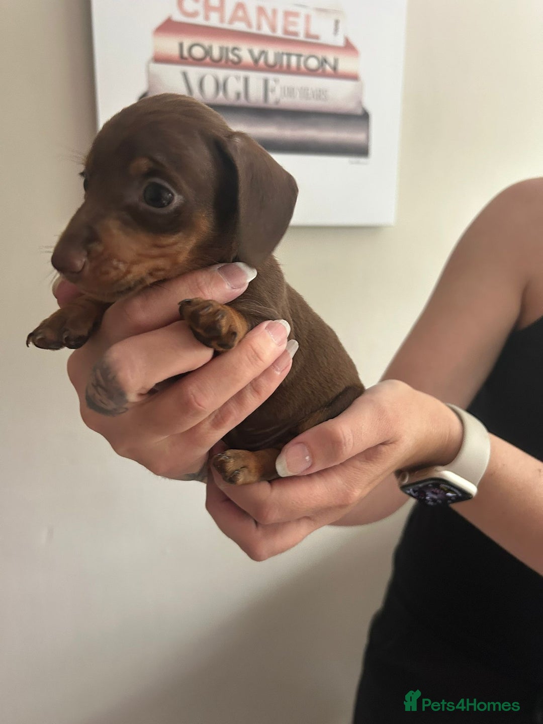 Miniature Dachshund dogs for sale: Beautiful daschund puppies - Image 7