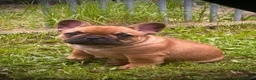 French Bulldog dogs for sale: Champion sired health tested standard line French  in Doncaster - Advert 8