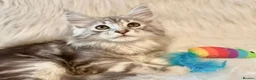 Maine Coon cats for sale: Maine coon kittens ready now pure mainecoon - Advert 3