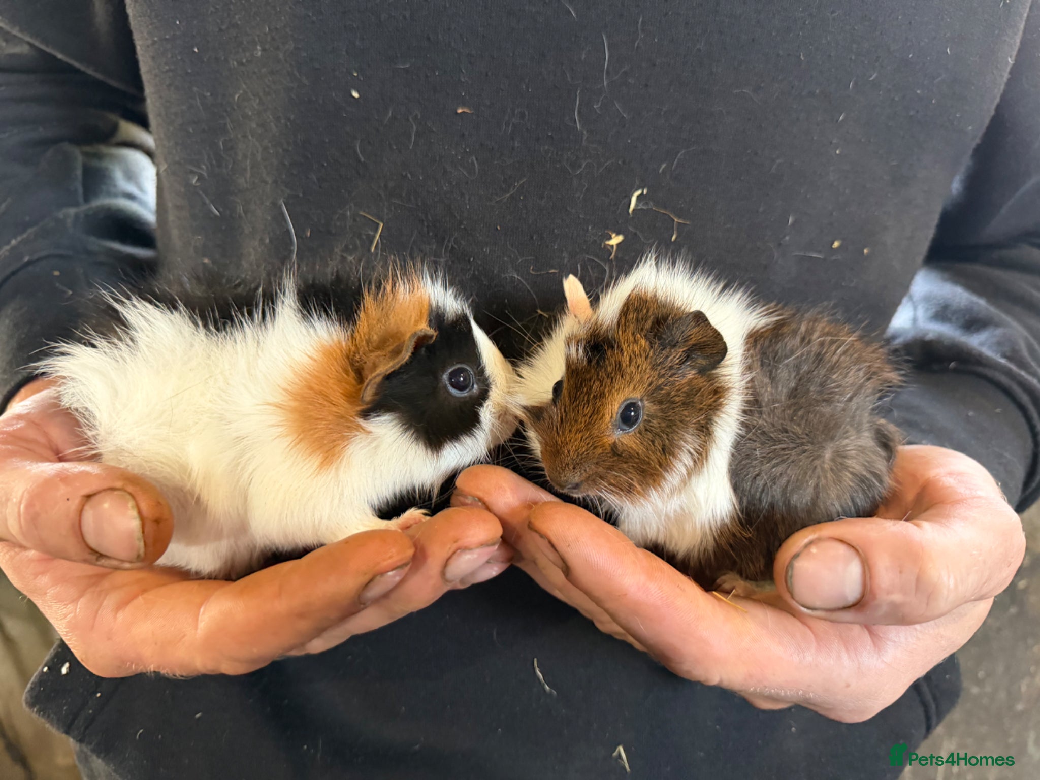 Guinea Pig rodents 2 bonded boy piggy’s for sale - Advert 1