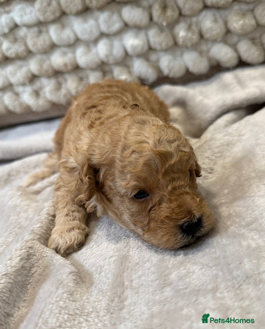 Toy Poodle dogs for sale: Adorable Toy Poodle Puppies READY TO GO! - Advert 29