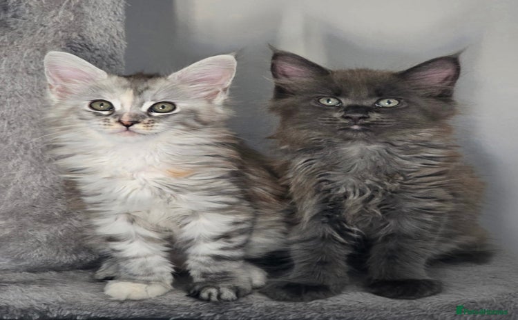 Maine Coon cats - Advert 7