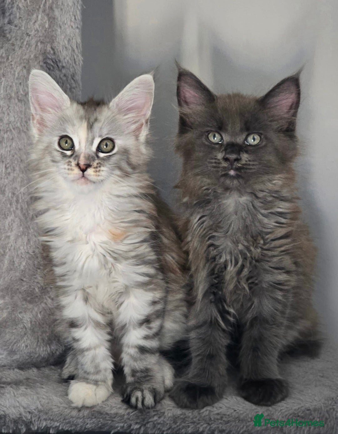 Maine Coon cats for sale: TICA Registered Maine Coon Kittens - Image 1