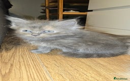 Maine Coon cats for sale: Amazing Mainecoon - Advert 6