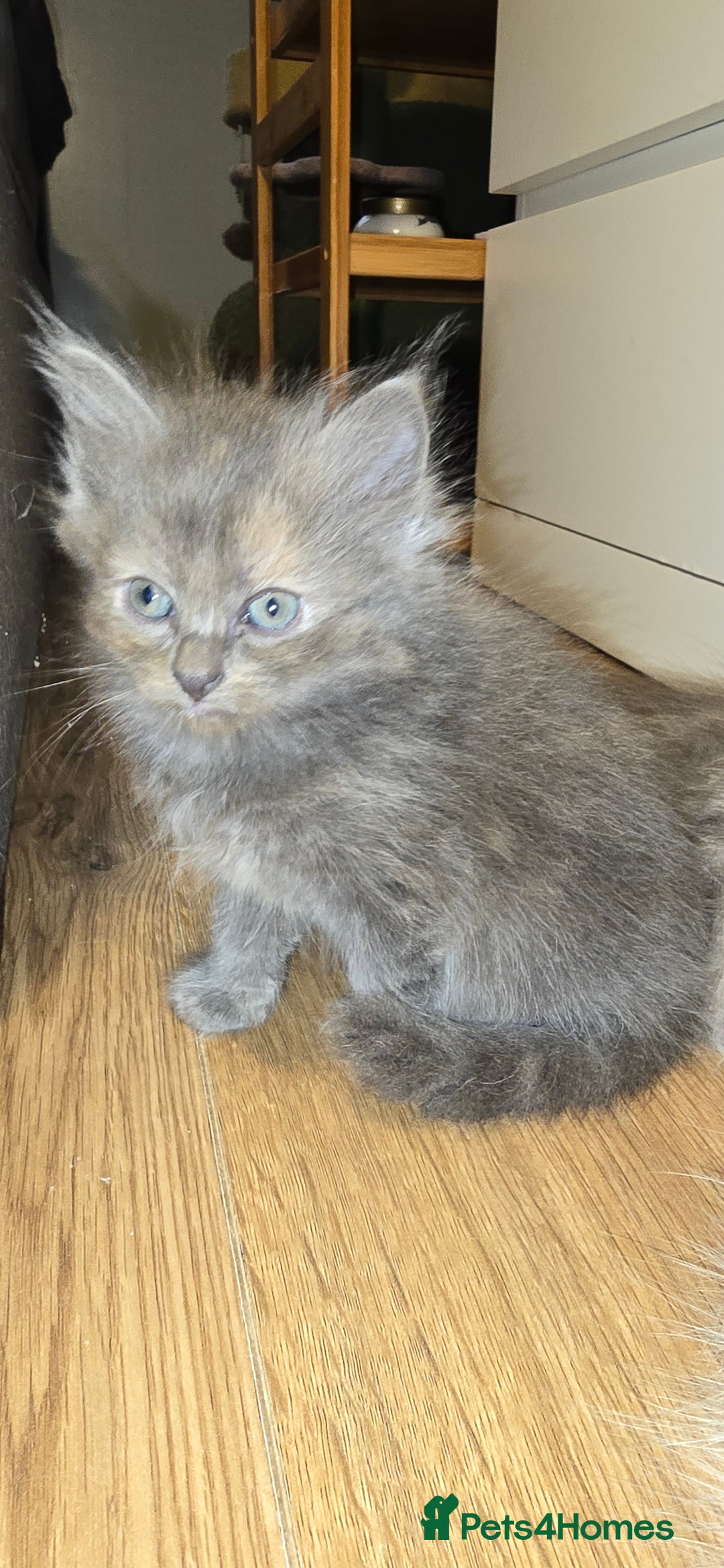 Maine Coon cats for sale: Amazing Mainecoon - Advert 6