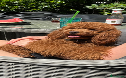 Toy Poodle dogs for sale: Beautiful Toy Poodle Puppies for Sale - Image 16
