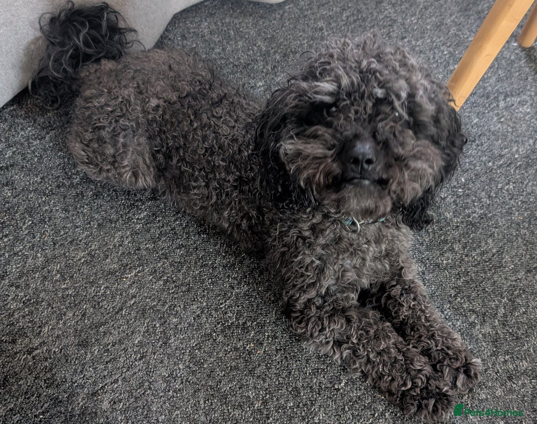 Mixed Breed dogs for sale: Mixed breed puppies 6 weeks old  - Advert 12