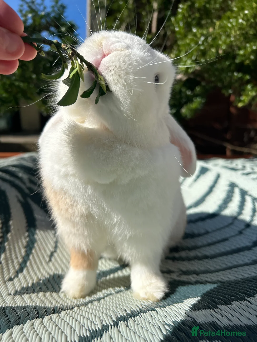Mini Lop rabbits for sale: Beautiful Minilop Doe - Advert 12