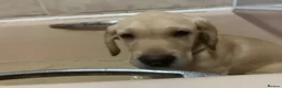Labrador Retriever dogs for sale: Gorgeous Labrador Puppies, ready for forever homes - Advert 3