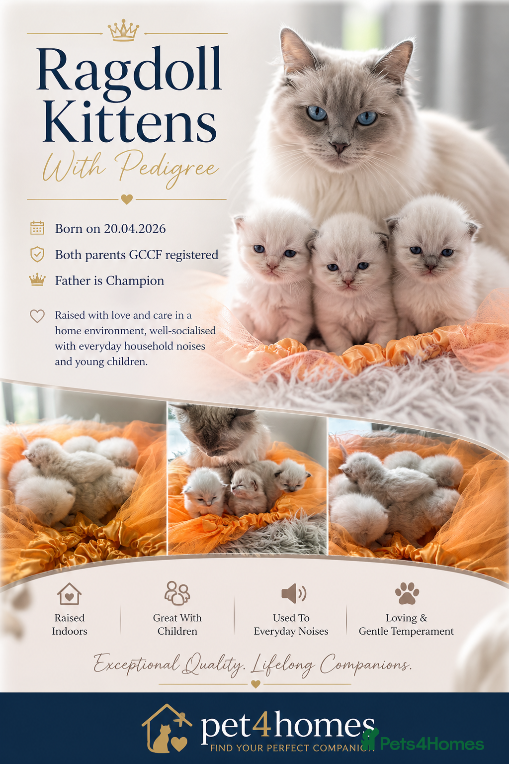 Ragdoll cats for sale: 🫶🏻Stunning Ragdoll Kittens–Ready to Reserve Now - Advert 1