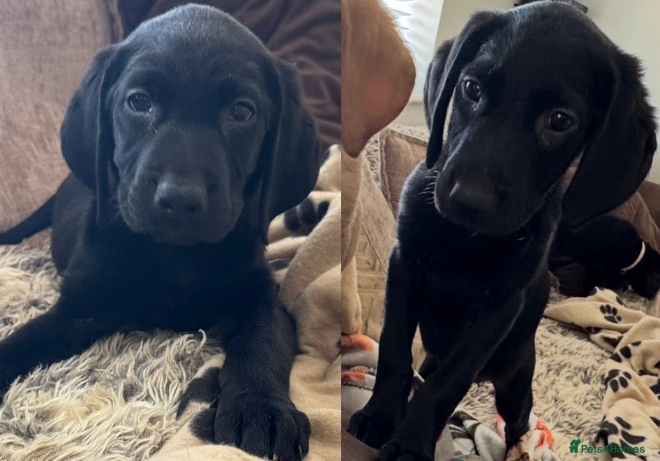 Labrador Retriever dogs (2 Left)ready now Beautiful Labrador puppies  - Advert 16
