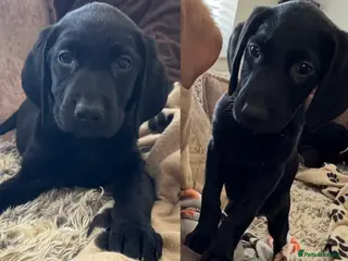 Labrador Retriever dogs (2 Left)ready now Beautiful Labrador puppies - Advert 1