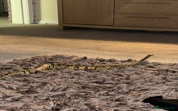 Python Snake reptiles for sale: Ball python  - Image 3
