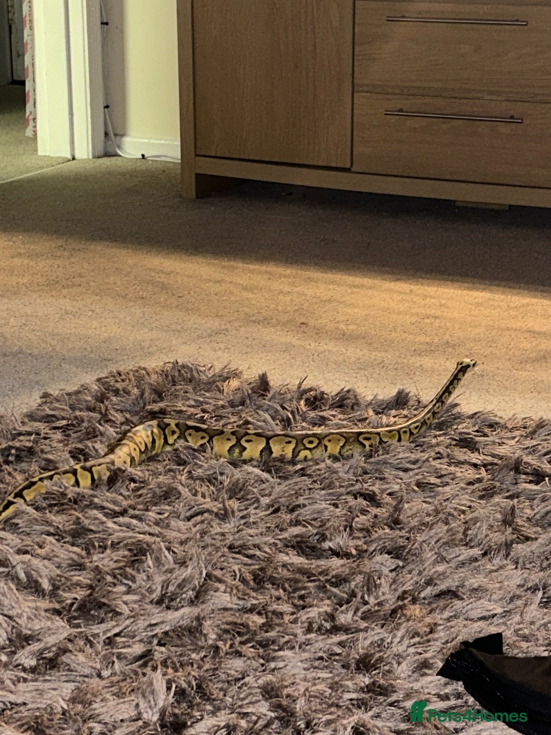 Python Snake reptiles for sale: Ball python  - Image 3
