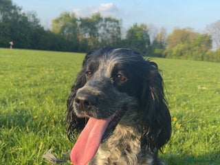 Cocker Spaniel dogs Doobie - Advert 5