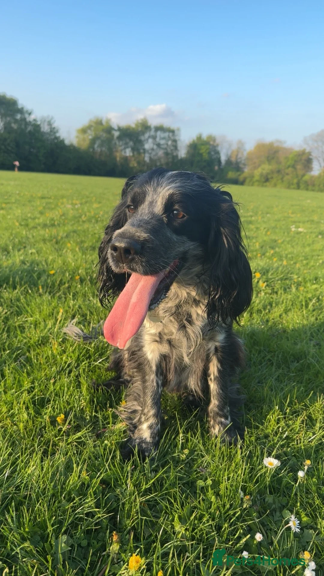 Cocker Spaniel dogs for stud: Dubie  - Advert 2