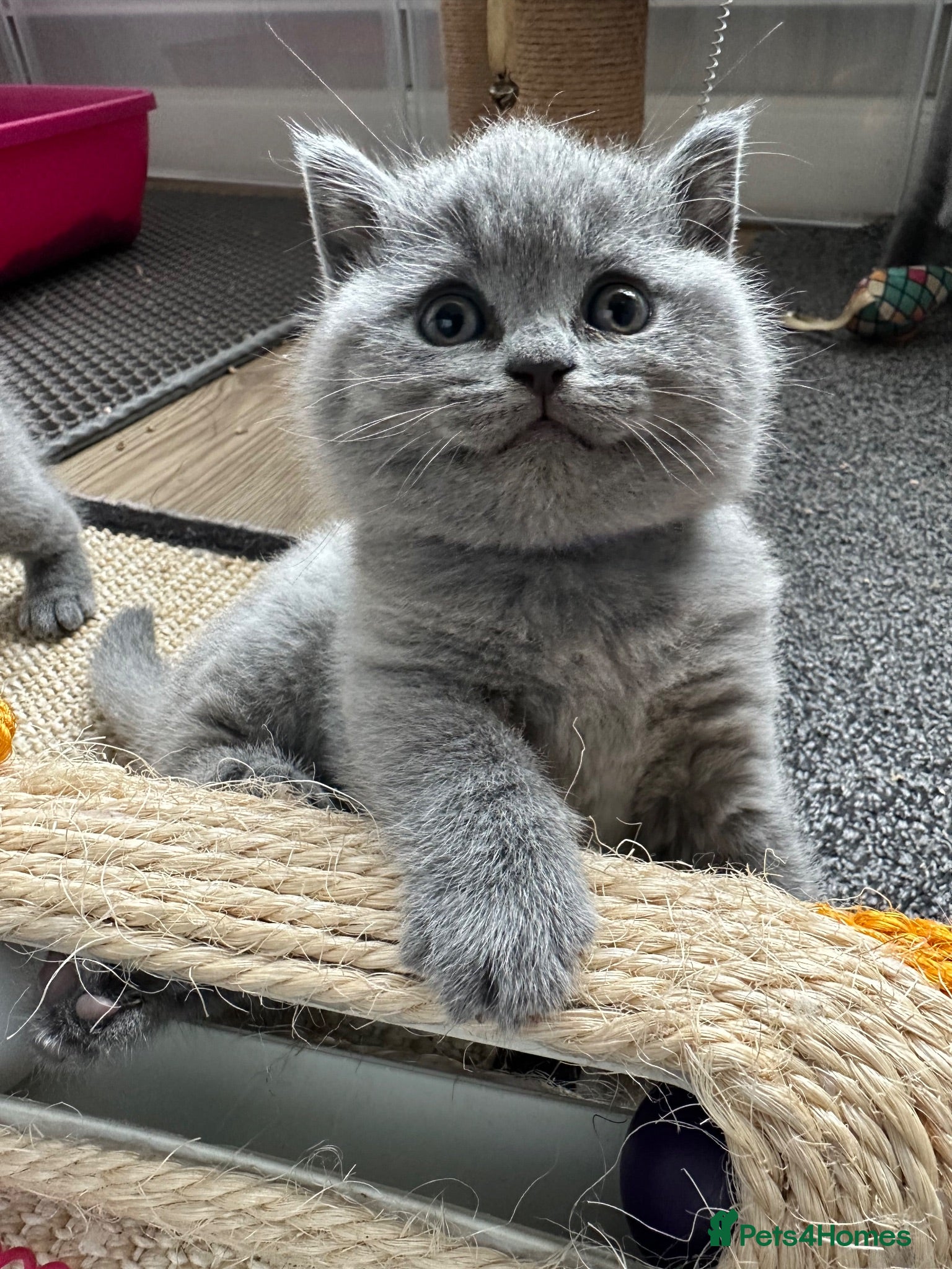 British Shorthair cats Stunning Blue British Shorthair Kittens  - Advert 2