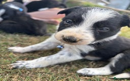 Border Collie dogs for sale: Border collie pups - Image 2