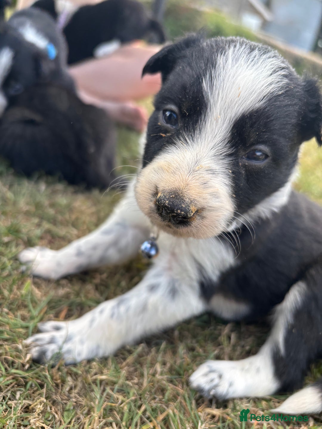 Border Collie dogs for sale: Border collie pups - Image 2